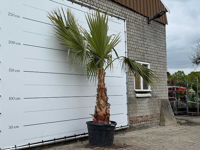 Mexicaanse waaierpalm - washingtonia robusta - hoogte ca. 260 cm - afbeelding 4 van  5