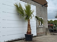 Mexicaanse waaierpalm - washingtonia robusta - hoogte ca. 260 cm - afbeelding 4 van  5