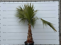 Mexicaanse waaierpalm - washingtonia robusta - hoogte ca. 260 cm - afbeelding 5 van  5