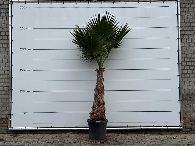 Mexicaanse waaierpalm - washingtonia robusta - hoogte ca. 270 cm - afbeelding 1 van  3