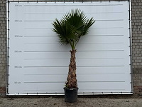 Mexicaanse waaierpalm - washingtonia robusta - hoogte ca. 270 cm - afbeelding 1 van  3