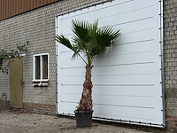Mexicaanse waaierpalm - washingtonia robusta - hoogte ca. 270 cm - afbeelding 2 van  3