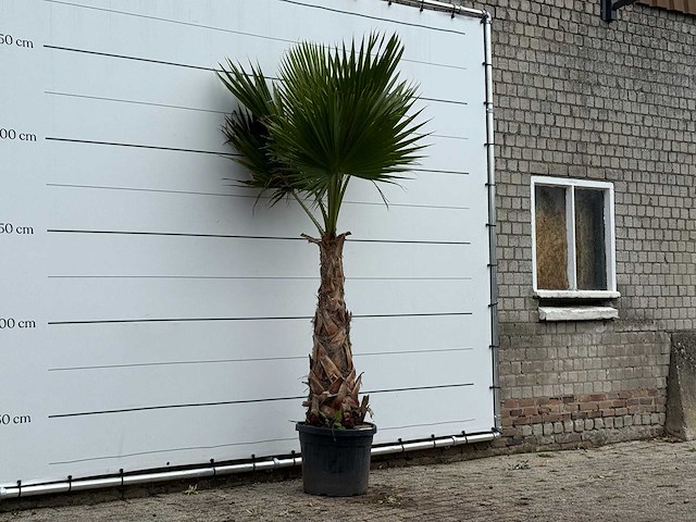 Mexicaanse waaierpalm - washingtonia robusta - hoogte ca. 270 cm - afbeelding 3 van  3