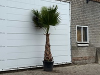 Mexicaanse waaierpalm - washingtonia robusta - hoogte ca. 270 cm - afbeelding 3 van  3
