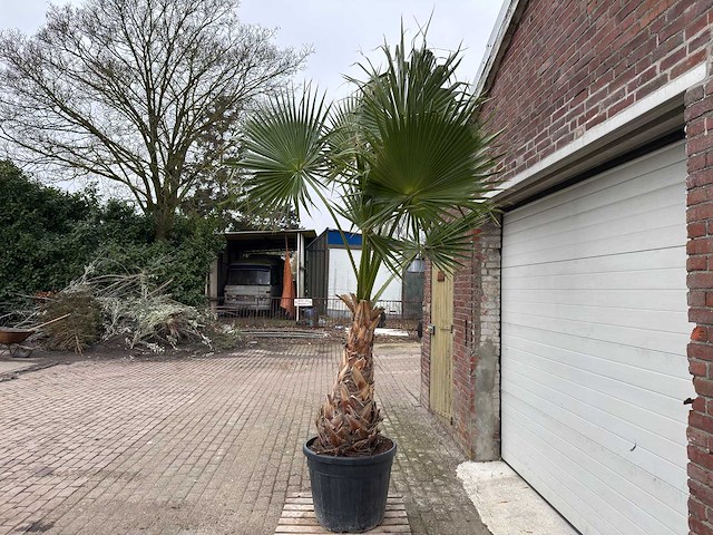 Mexicaanse waaierpalm - washingtonia robusta - hoogte ca. 280 cm - afbeelding 6 van  7