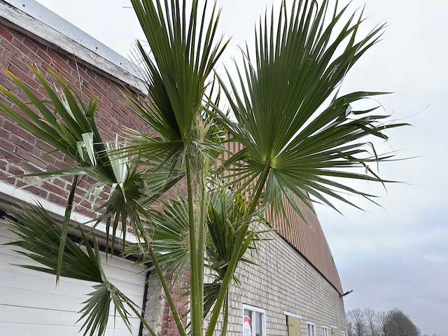 Mexicaanse waaierpalm - washingtonia robusta - hoogte ca. 280 cm - afbeelding 2 van  7