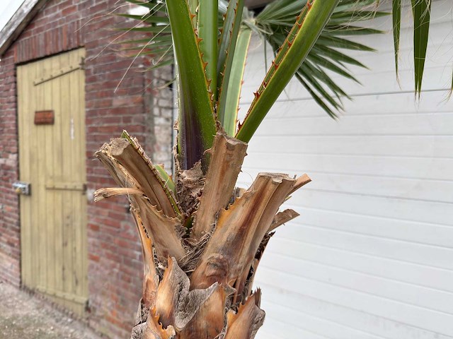 Mexicaanse waaierpalm - washingtonia robusta - hoogte ca. 280 cm - afbeelding 3 van  7