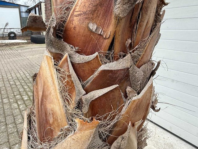 Mexicaanse waaierpalm - washingtonia robusta - hoogte ca. 280 cm - afbeelding 4 van  7