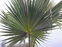 Mexicaanse waaierpalm - washingtonia robusta - hoogte ca. 280 cm - afbeelding 5 van  7