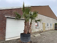 Mexicaanse waaierpalm - washingtonia robusta - hoogte ca. 280 cm - afbeelding 1 van  5