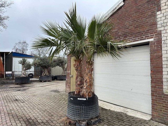 Mexicaanse waaierpalm - washingtonia robusta - hoogte ca. 280 cm - afbeelding 2 van  5