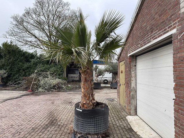 Mexicaanse waaierpalm - washingtonia robusta - hoogte ca. 280 cm - afbeelding 3 van  5