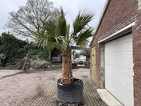 Mexicaanse waaierpalm - washingtonia robusta - hoogte ca. 280 cm - afbeelding 3 van  5