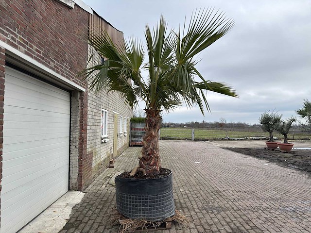 Mexicaanse waaierpalm - washingtonia robusta - hoogte ca. 280 cm - afbeelding 4 van  5