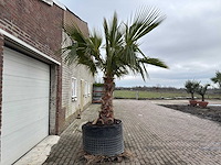 Mexicaanse waaierpalm - washingtonia robusta - hoogte ca. 280 cm - afbeelding 4 van  5