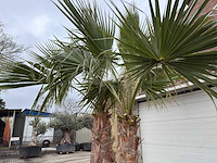 Mexicaanse waaierpalm - washingtonia robusta - hoogte ca. 280 cm - afbeelding 5 van  5