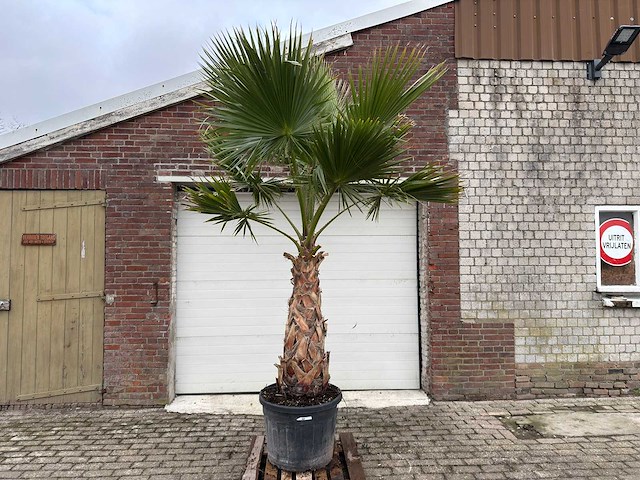 Mexicaanse waaierpalm - washingtonia robusta - hoogte ca. 280 cm - afbeelding 1 van  4