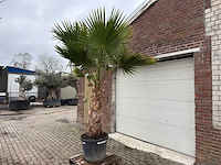 Mexicaanse waaierpalm - washingtonia robusta - hoogte ca. 280 cm - afbeelding 2 van  4