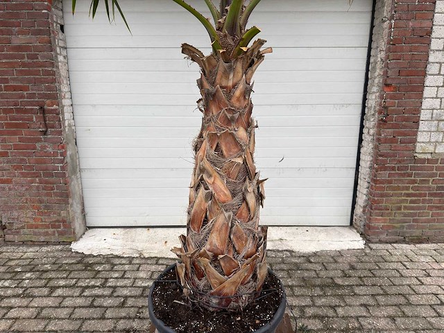 Mexicaanse waaierpalm - washingtonia robusta - hoogte ca. 280 cm - afbeelding 4 van  4