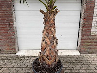 Mexicaanse waaierpalm - washingtonia robusta - hoogte ca. 280 cm - afbeelding 4 van  4