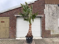 Mexicaanse waaierpalm - washingtonia robusta - hoogte ca. 280 cm - afbeelding 1 van  7