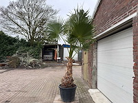 Mexicaanse waaierpalm - washingtonia robusta - hoogte ca. 280 cm - afbeelding 2 van  7