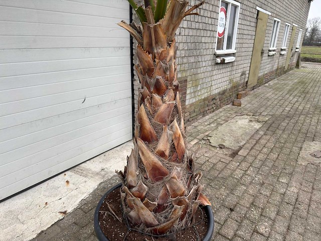 Mexicaanse waaierpalm - washingtonia robusta - hoogte ca. 280 cm - afbeelding 3 van  7