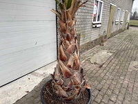 Mexicaanse waaierpalm - washingtonia robusta - hoogte ca. 280 cm - afbeelding 3 van  7