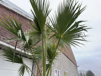 Mexicaanse waaierpalm - washingtonia robusta - hoogte ca. 280 cm - afbeelding 4 van  7