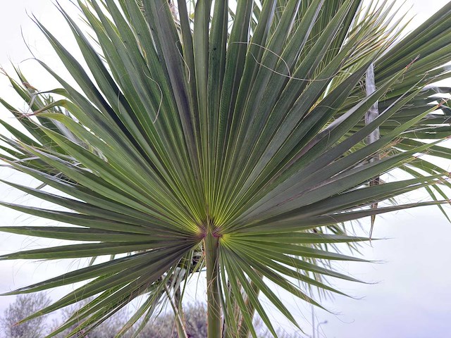 Mexicaanse waaierpalm - washingtonia robusta - hoogte ca. 280 cm - afbeelding 7 van  7