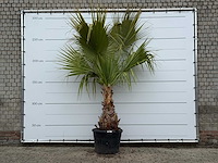 Mexicaanse waaierpalm - washingtonia robusta - hoogte ca. 280 cm - afbeelding 1 van  4