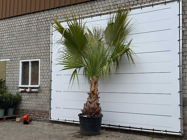 Mexicaanse waaierpalm - washingtonia robusta - hoogte ca. 280 cm - afbeelding 2 van  4