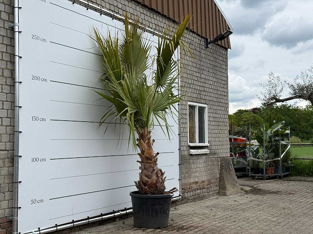 Mexicaanse waaierpalm - washingtonia robusta - hoogte ca. 280 cm - afbeelding 3 van  4