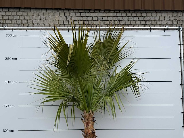 Mexicaanse waaierpalm - washingtonia robusta - hoogte ca. 280 cm - afbeelding 4 van  4