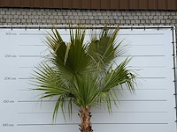 Mexicaanse waaierpalm - washingtonia robusta - hoogte ca. 280 cm - afbeelding 4 van  4