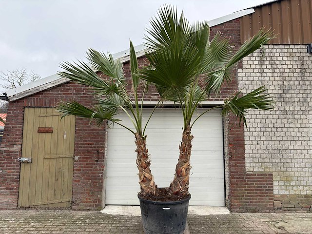 Mexicaanse waaierpalm - washingtonia robusta - hoogte ca. 300 cm - afbeelding 1 van  5