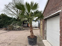 Mexicaanse waaierpalm - washingtonia robusta - hoogte ca. 300 cm - afbeelding 2 van  5