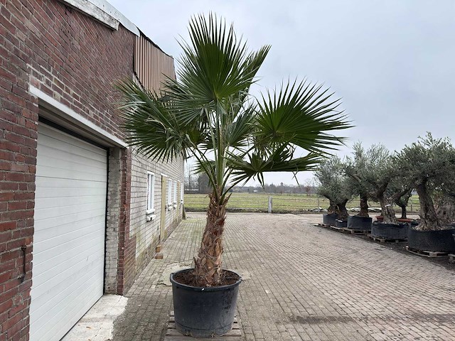 Mexicaanse waaierpalm - washingtonia robusta - hoogte ca. 300 cm - afbeelding 3 van  5