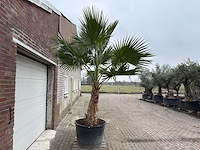 Mexicaanse waaierpalm - washingtonia robusta - hoogte ca. 300 cm - afbeelding 3 van  5