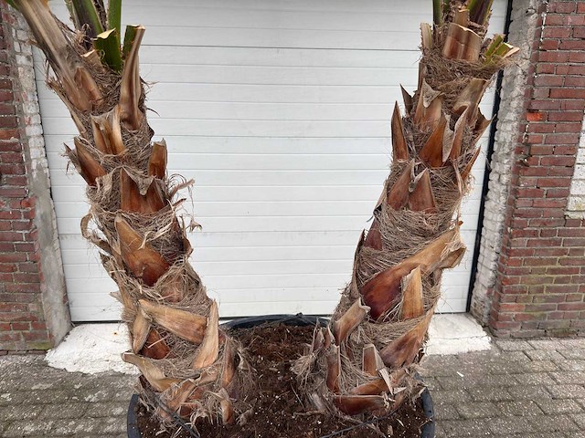 Mexicaanse waaierpalm - washingtonia robusta - hoogte ca. 300 cm - afbeelding 4 van  5