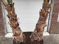 Mexicaanse waaierpalm - washingtonia robusta - hoogte ca. 300 cm - afbeelding 4 van  5