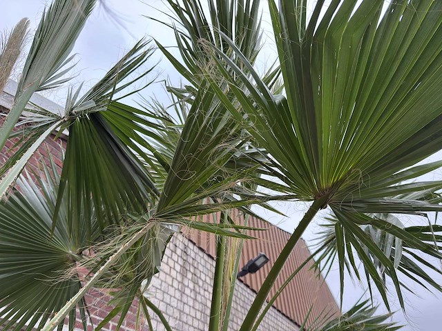 Mexicaanse waaierpalm - washingtonia robusta - hoogte ca. 300 cm - afbeelding 5 van  5
