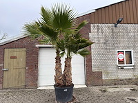 Mexicaanse waaierpalm - washingtonia robusta - hoogte ca. 300 cm - afbeelding 1 van  7