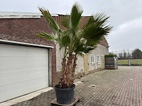 Mexicaanse waaierpalm - washingtonia robusta - hoogte ca. 300 cm - afbeelding 2 van  7