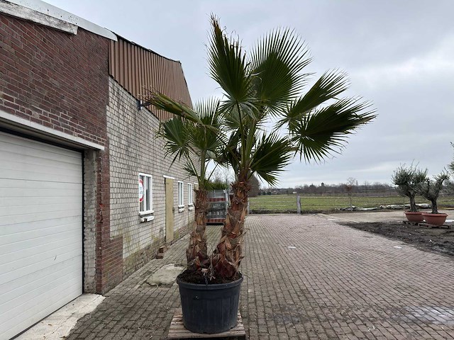 Mexicaanse waaierpalm - washingtonia robusta - hoogte ca. 300 cm - afbeelding 3 van  7