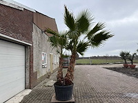 Mexicaanse waaierpalm - washingtonia robusta - hoogte ca. 300 cm - afbeelding 3 van  7