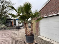 Mexicaanse waaierpalm - washingtonia robusta - hoogte ca. 300 cm - afbeelding 4 van  7