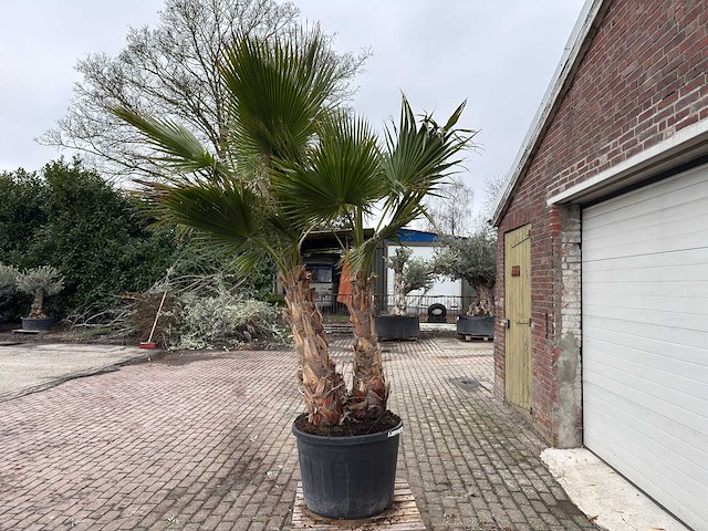 Mexicaanse waaierpalm - washingtonia robusta - hoogte ca. 300 cm - afbeelding 5 van  7