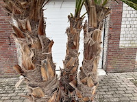 Mexicaanse waaierpalm - washingtonia robusta - hoogte ca. 300 cm - afbeelding 6 van  7