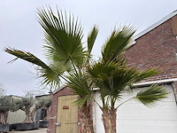 Mexicaanse waaierpalm - washingtonia robusta - hoogte ca. 300 cm - afbeelding 7 van  7